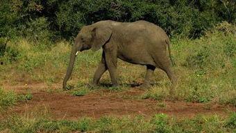 屋顶大象手机在线观看,揭秘神秘生物的奇幻之旅  第3张